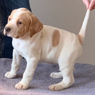 Regan - Josie puppies Jan 2019