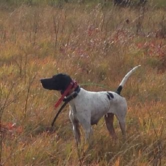 Colt - Lea litter April 2016