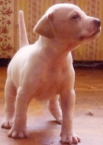 Boy - Lexi pups Jan 11 2014