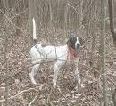 Colt - Magic pups June 11 2014