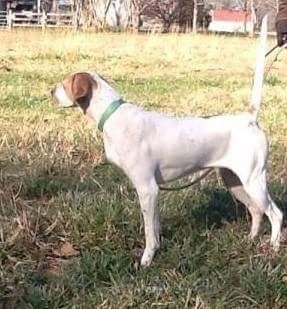 Happy - Lea pups Oct 28 2012