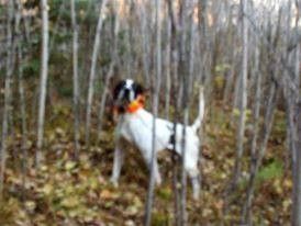  HitMan -MaeC Pups Aug 14 2006